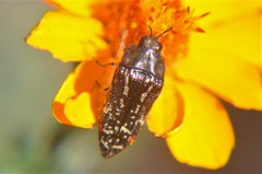 Acmaeodera mudgei
