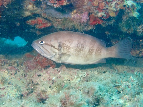 Hondstand-tandbaars (Epinephelus caninus) — Serranidae