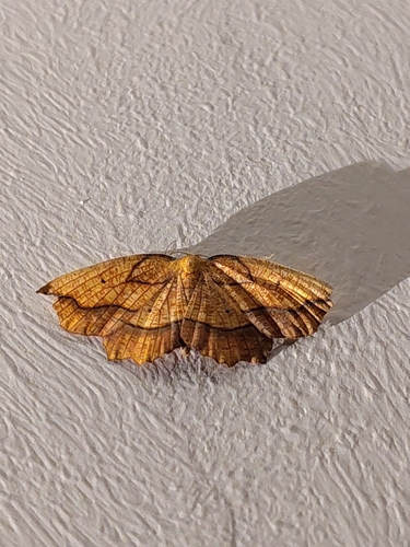 Bordered Beauty, Utrecht, NL-UT, NL, photo 3 of 10