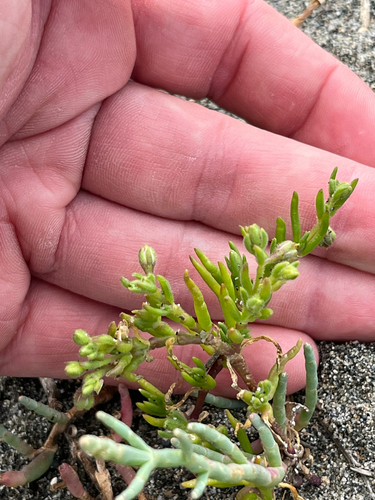 canada sand-spurry (Spergularia canadensis)