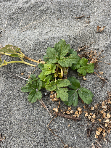 Beach Glehnia (Glehnia littoralis)