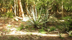 Agave fourcroydes