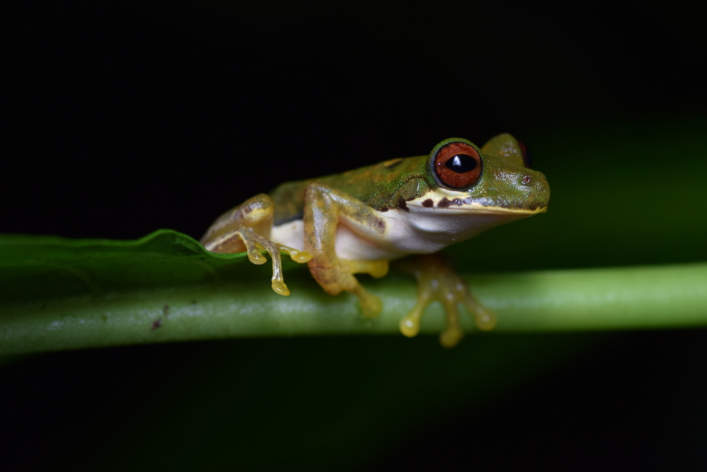 Schmidt's Mountain Brook Frog
