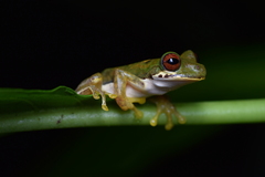 Schmidt's Mountain Brook Frog photo 1