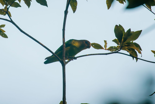 Golden-tailed Parrotlet (Touit surdus), photo 8