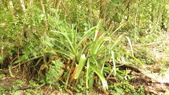 Aechmea bracteata