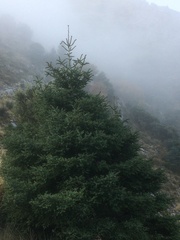 Abies pinsapo
