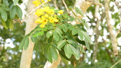 Senna racemosa