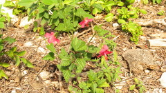 Hibiscus poeppigii