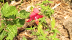 Hibiscus poeppigii
