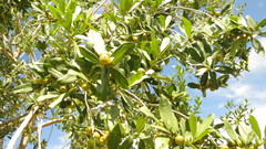 Diospyros tetrasperma