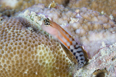 Ecsenius fijiensis