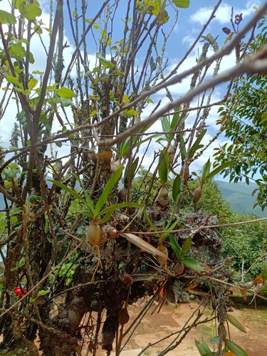 Artorima erubescens, photograph 6