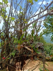 Artorima erubescens, photograph (c) Carlos Domínguez-Rodríguez, some rights reserved (CC BY)