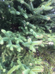 Abies pinsapo