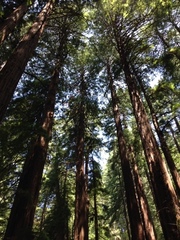 Sequoia