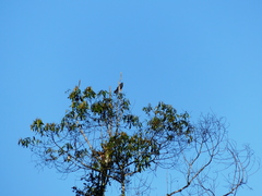 Accipiter striatus ventralis