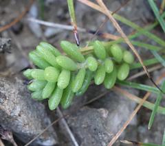 Portulaca psammotropha