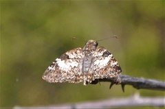 Chiomara georgina georgina