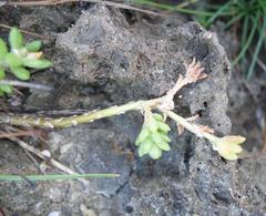 Portulaca psammotropha