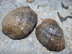 Concholepas concholepas