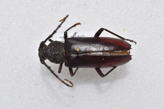 Enaphalodes hispicornis