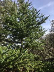 Abies pinsapo
