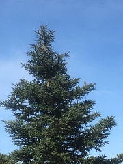 Abies pinsapo