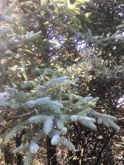 Abies pinsapo