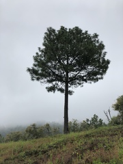Pinus montezumae