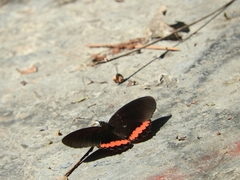 Biblis