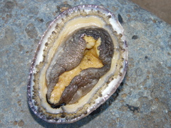 Fissurella nigra