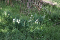 Iris orientalis
