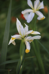 Iris orientalis