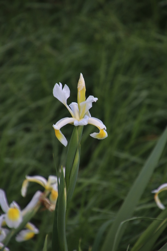 Image of Iris orientalis by (c) Tony Rebelo, some rights reserved (CC BY-SA)