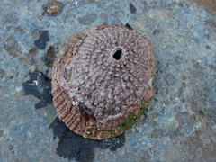 Fissurella costata