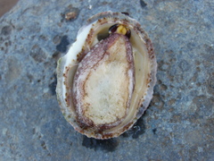 Fissurella costata