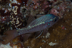Pristicon trimaculatus