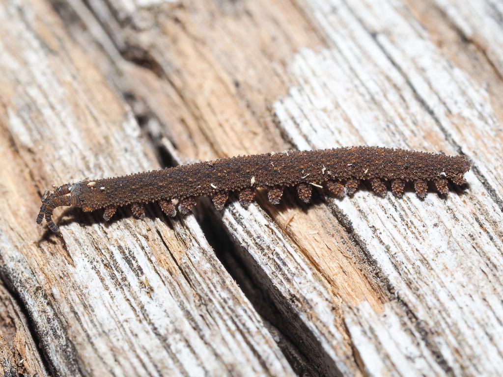 Ooperipatus oviparus