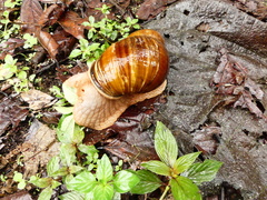 Megalobulimus popelairianus