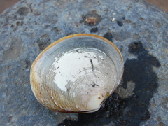 Retrotapes lenticularis