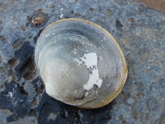 Retrotapes lenticularis