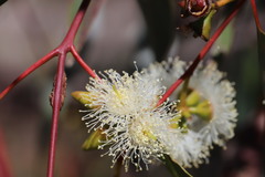Eucalyptus rudis