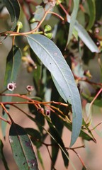 Eucalyptus rudis