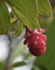 Cavendishia pubescens