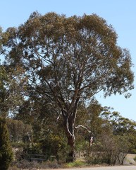 Eucalyptus rudis