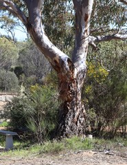 Eucalyptus rudis