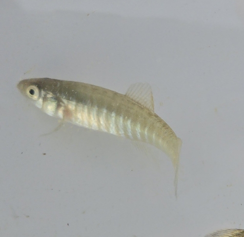 Fundulus diaphanus