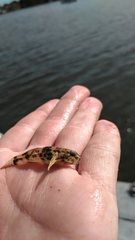 Bathygobius soporator