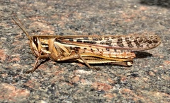 Schistocerca americana